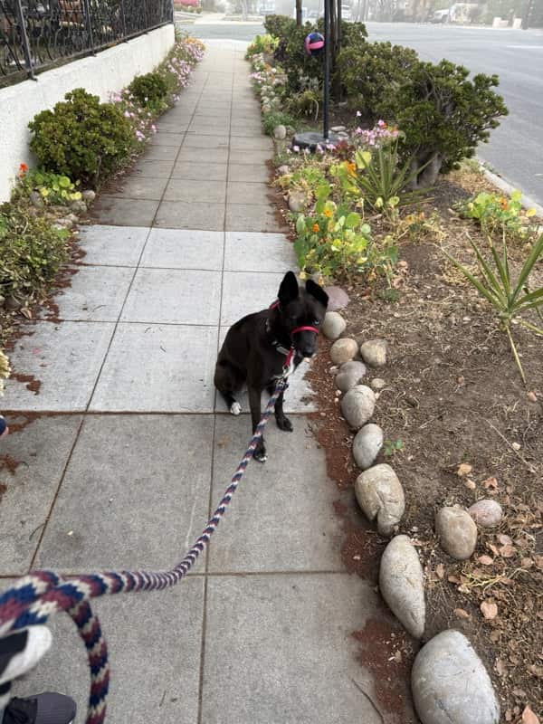 A picture of a black dog named Bowie sitting, taken on May 21 2025 at 6:40 am